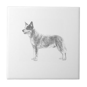 Australian Cattle Dog Ceramic Tile