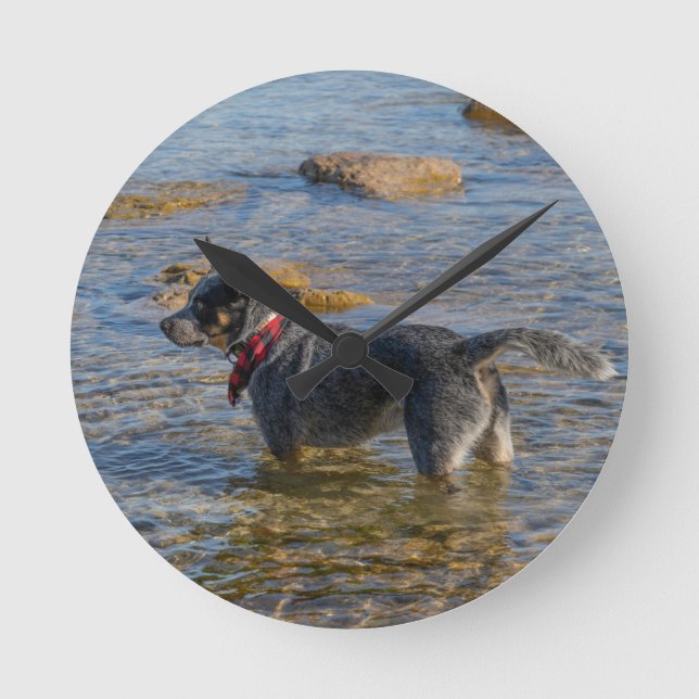Australian Cattle Dog Clock (Front)