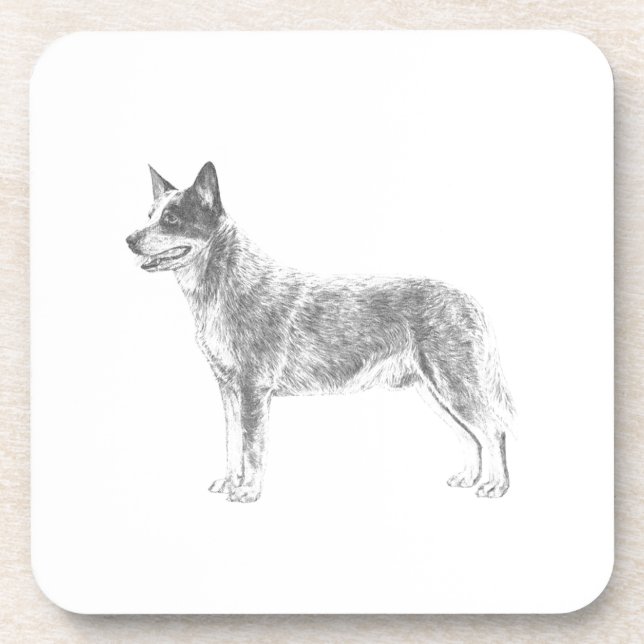 Australian Cattle Dog Coaster (Front)
