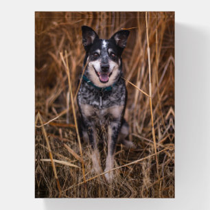 Australian Cattle Dog Heeler Paperweight