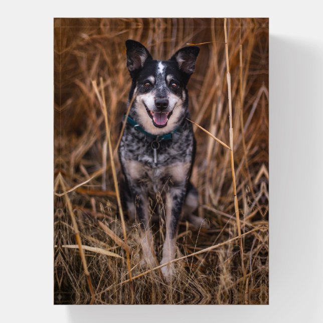 Australian Cattle Dog Heeler Paperweight (Vertical)