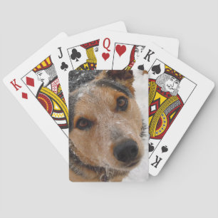 Australian Cattle Dog in Snow - Western Poker Cards