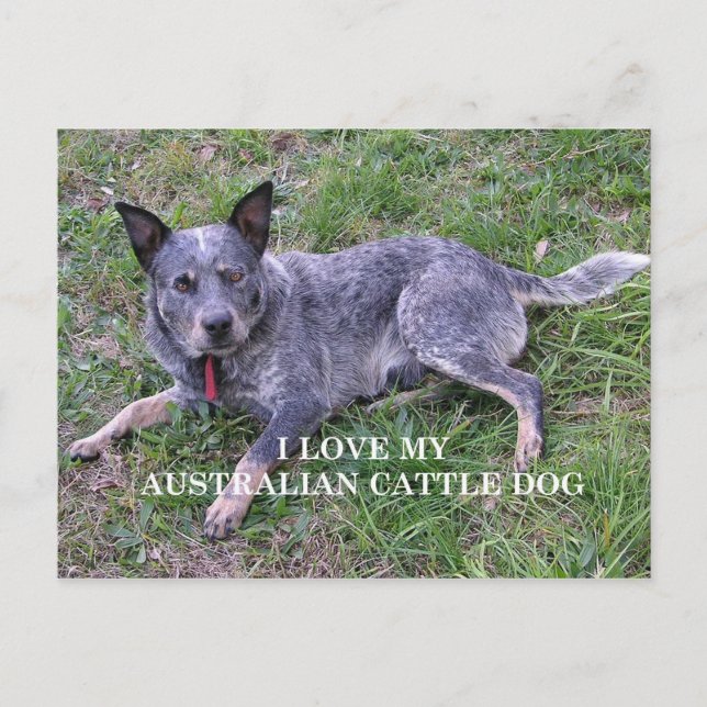 Australian cattle dog love w pic postcard (Front)