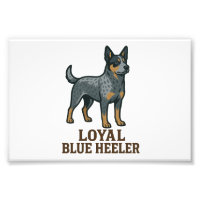 Australian Cattle Dog Loyal Blue Heeler