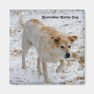 Australian Cattle Dog Magnet