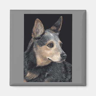 Australian Cattle Dog Magnet - "Quigley"