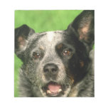 Australian Cattle Dog Notepad