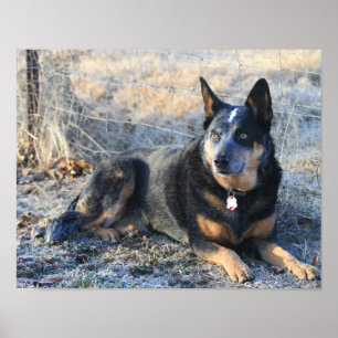 Australian Cattle Dog or Blue Heeler Photo Poster