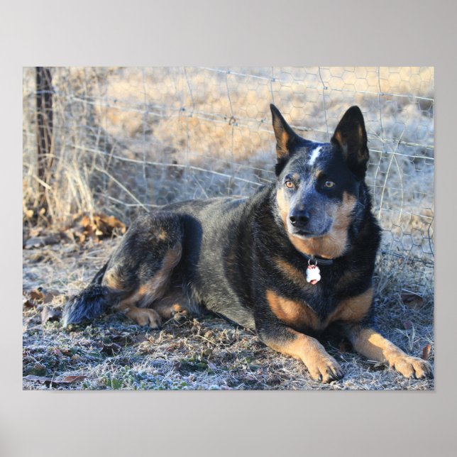 Australian Cattle Dog or Blue Heeler Photo Poster (Front)