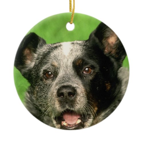 Australian Cattle Dog Ornament