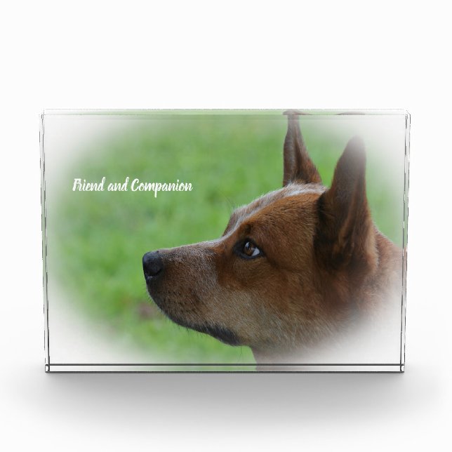 Australian Cattle Dog Photo Block (Front)