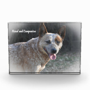 Australian Cattle Dog Photo Block
