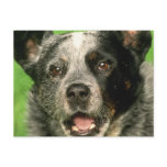 Australian Cattle Dog Postcard