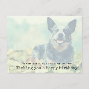 Australian Cattle Dog Postcard