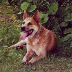 australian cattle dog red laying cutout