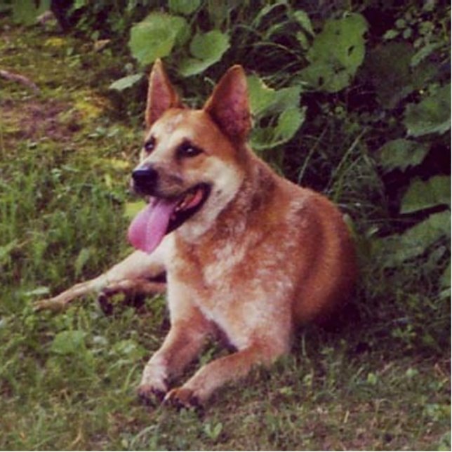 australian cattle dog red laying cutout (Front)
