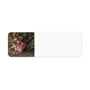 australian cattle dog red laying label