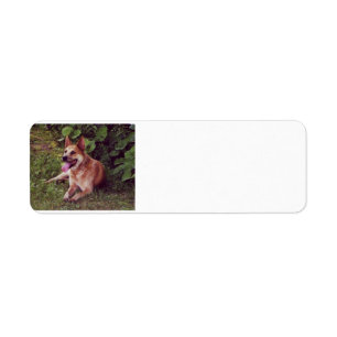 australian cattle dog red laying.png label