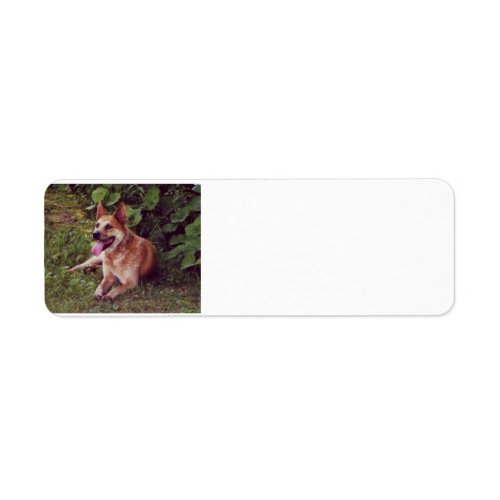 australian cattle dog red layingpng label