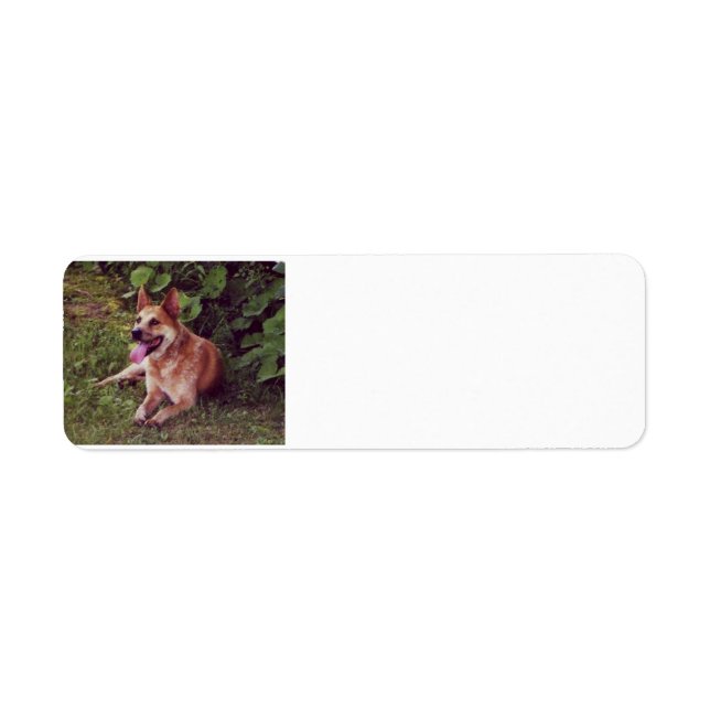 australian cattle dog red laying.png label (Front)
