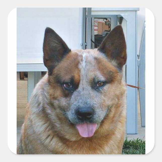 australian cattle dog red.png square sticker (Front)