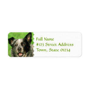 Australian Cattle Dog Return Address Label