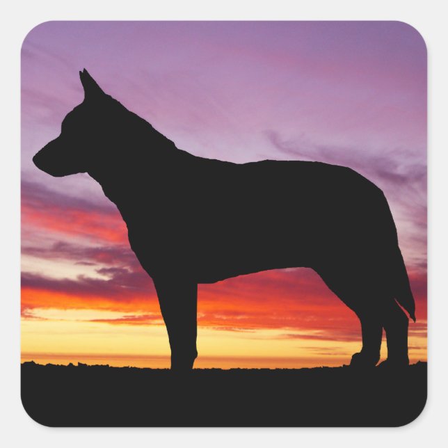 Australian Cattle Dog Square Sticker (Front)