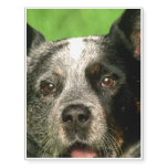 Australian Cattle Dog Temporary Tattoos