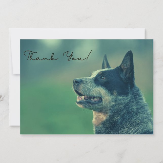 Australian Cattle Dog Thank You Card (Front)