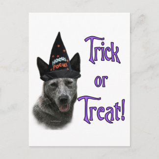 Australian Cattle Dog Trick Postcard