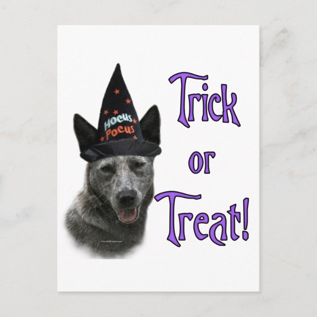 Australian Cattle Dog Trick Postcard (Front)