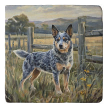 Australian Cattle Dog