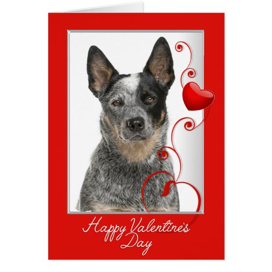 Australian Cattle Dog Valentine (Front)
