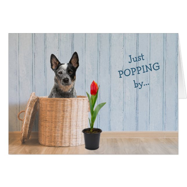 Australian Cattle Dog Wicker Basket Birthday Card (Front Horizontal)
