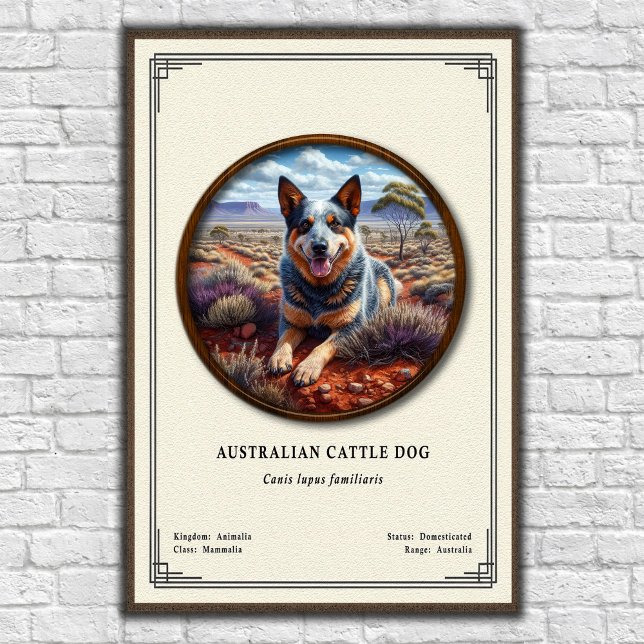 Australian Cattle Dog Zoology Series Poster (Creator Uploaded)