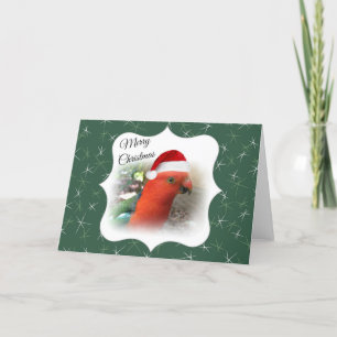 Australian Christmas Message - Native Rosella Holiday Card