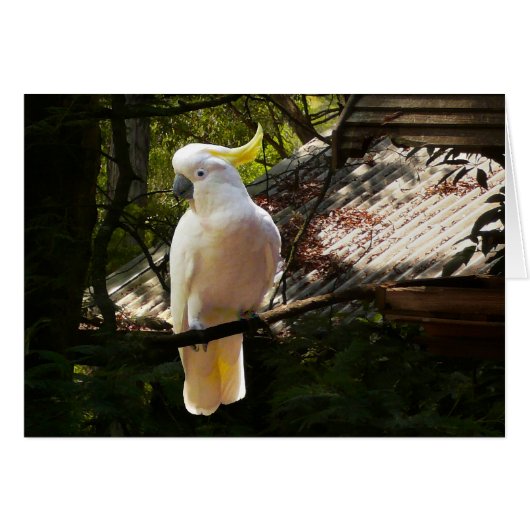 Australian cockatoo cards (Front Horizontal)