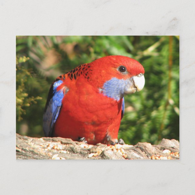 Australian Crimson Rosella Postcard (Front)