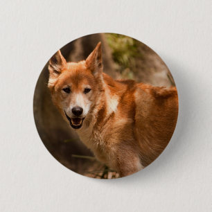 Australian Dingo badge Pinback Button