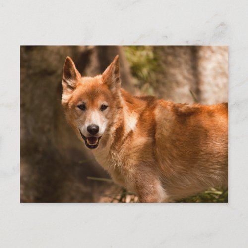 Australian dingo postcard