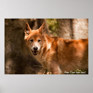 Australian dingo poster