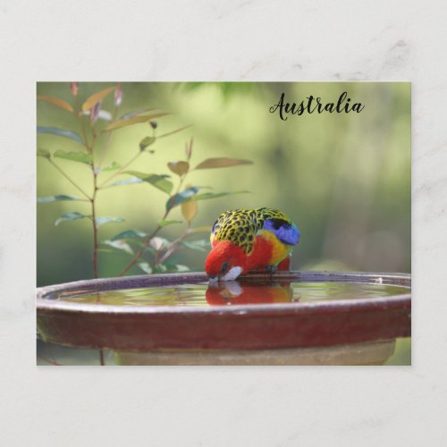 Australian Eastern Rosella Postcard