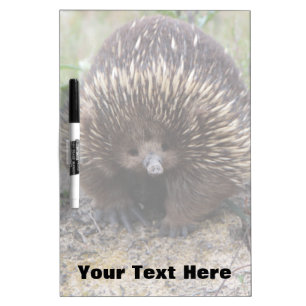 Australian Echidna Cute Animal Photo Dry-Erase Board