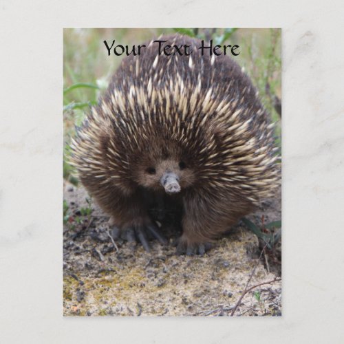 Australian Echidna Cute Animal Photo Postcard
