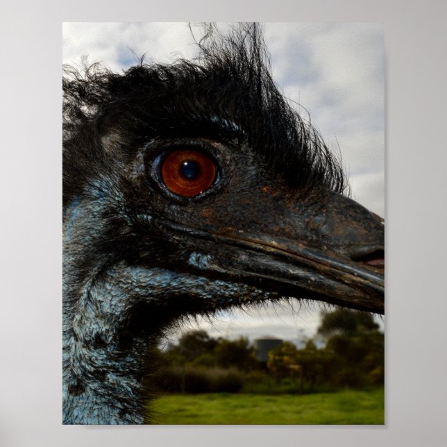 Australian Emu Close Up. Poster (Front)