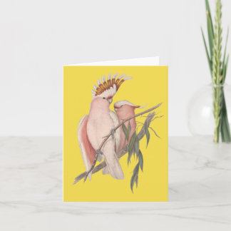 Australian Galah Card John Gould