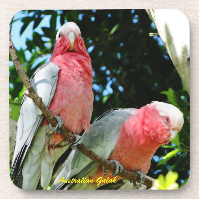 Australian Galah - Roseate Cockatoo Drink Coaster (Front)