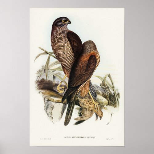 Australian Goshawk by Elizabeth Gould Poster