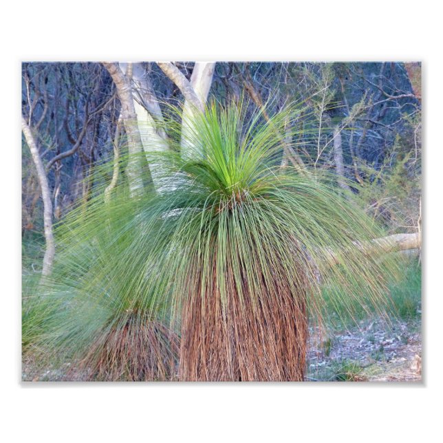 Australian Grass Tree Photo Print (Front)