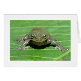 Australian Green Tree Frog Cards